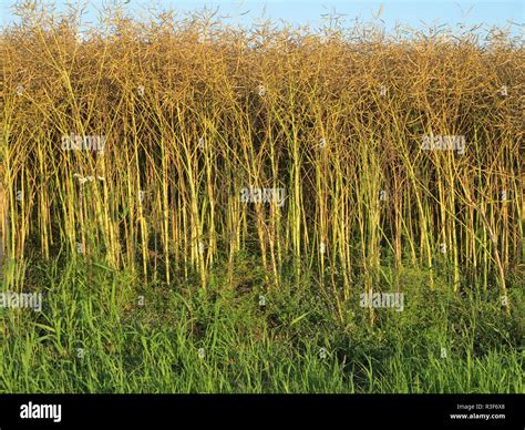 Japanese Knotweed In Autumn Stock Photo Alamy