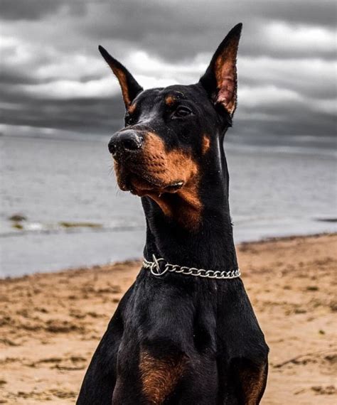 #собака #dog #доберман #doberman #эстетика #aesthetics в 2022 г ...