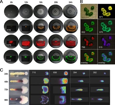 Molecular Snapshots From Microbial Maldi Tof Imaging Mass Spectrometry Download Scientific