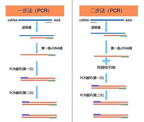 PCR技术攻略了解一下 每日生物评论