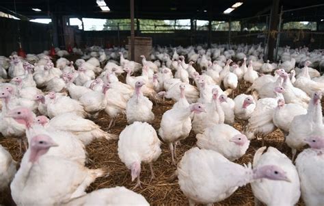 Essex Farmers Warn Of Terrifying Christmas Turkey Shortage Due To