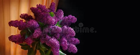 Still Life With A Bouquet Of Lilacs Stock Photo Image Of Botanical