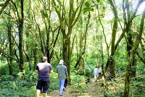 Pha Dok Siew Nature Trail Doi Inthanon National Park From Chiang Mai