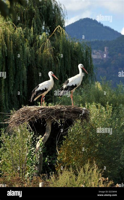 France Haut Rhin Hunawihr Centre For Reintroduction Of Storks In Alsace