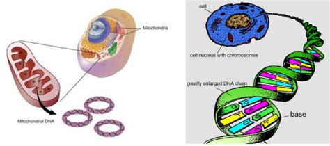 Creation - The Written Truth: MITOCHONDRIAL DNA, DNA, EVE, MITOCHONDRIA, CHRISTIAN, Bible, GENES,