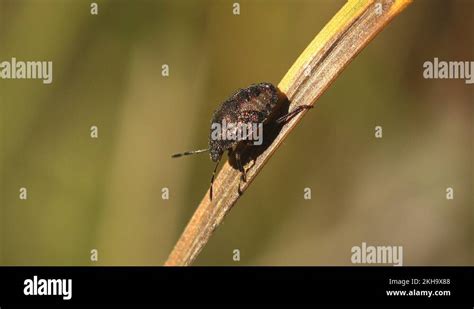 Pentatomidae Insect Belonging To Hemiptera Shield Bugs Or Stink Bugs