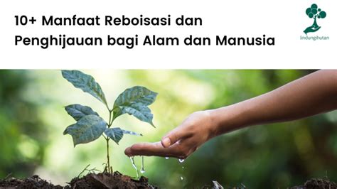 Pengertian Reboisasi Dan Manfaatnya Dalam Mempertahankan Lingkungan