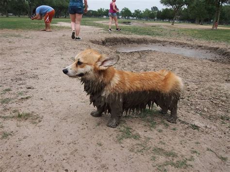 17 Best images about Corgi on Pinterest | Corgi dog, Pembroke welsh ...