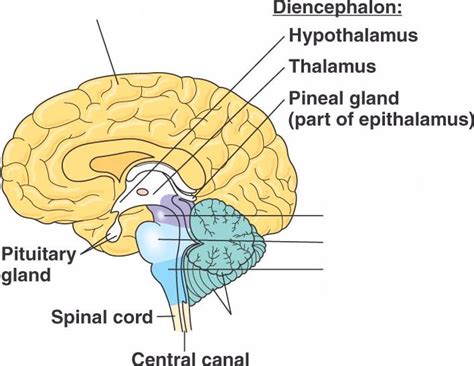 brain_diencephalon.html 49_UN03InTextDien-L.jpg