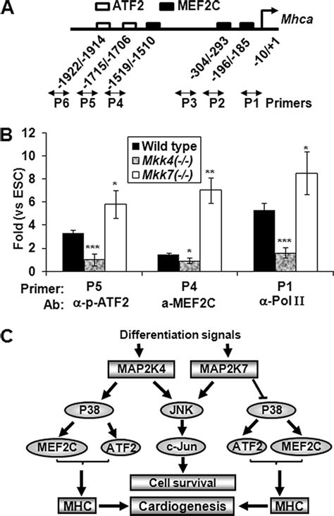 Mkk4 And Mkk7 Differentially Regulate The Mhca Promoter Through Mef2c