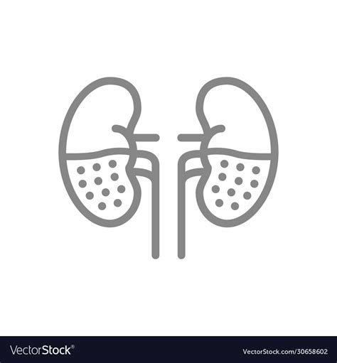 Chronic Kidney Disease Line Icon Human Organ For Vector Image