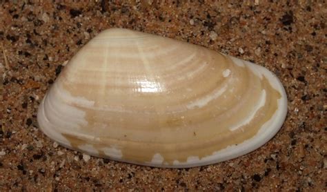 Bean Clam Donax Trunculus Size Approx 3cm Superdomain Flickr