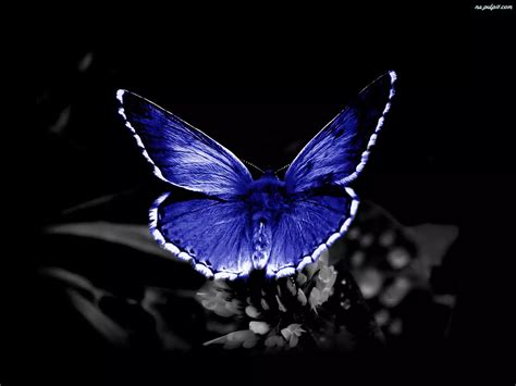 Niebieski, Motyl