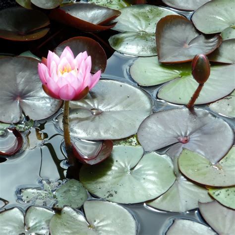Native Pond Starter Pack 5 Square Metre Pond Pond Plants Uk