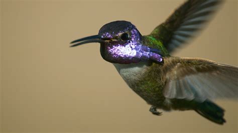 Bbc One Attenboroughs Life In Colour Series 1 Seeing In Colour