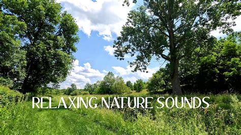 Relaxing Nature Sounds Birds Singing Forest Sounds For Stress