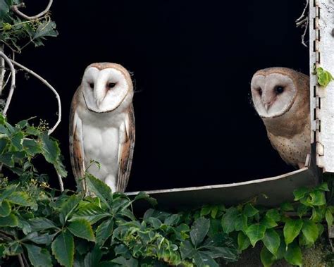 Bird Ears Valentine