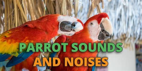 Parrot Sounds & Parrot Noises: The What, Why and How Of These Birds