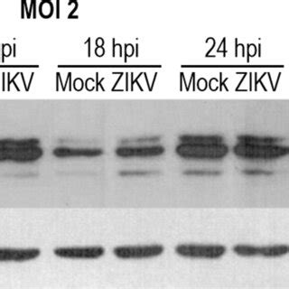 Zikv Infection Induces Erk Phosphorylation A Vero Cells Were Either