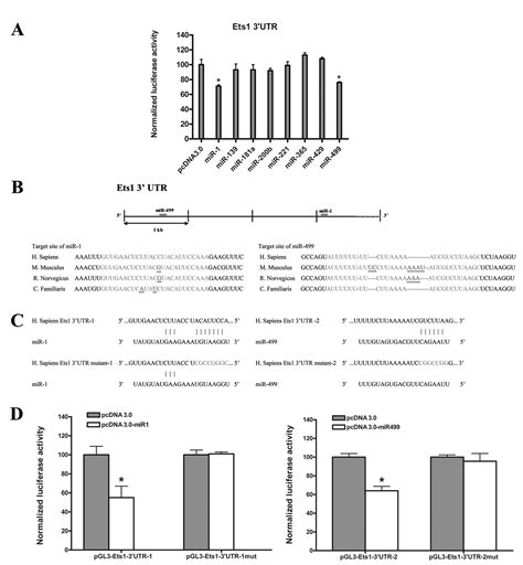 Microrna 1 And Microrna 499 Downregulate The Expression Of The Ets1