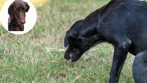 S Ntomas Para Saber Si Tu Perro Ha Sido Envenenado Y C Mo Debes Actuar