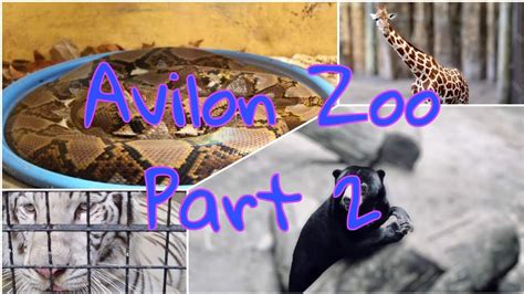 Avilon Zoo Part 2 Rodriguez Rizal Youtube