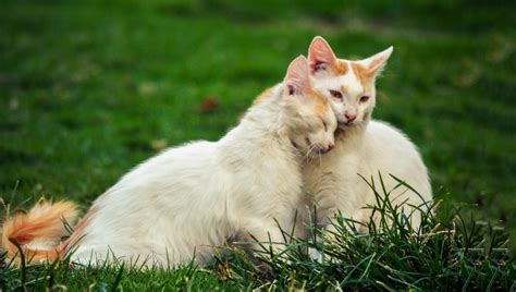 Free Stock Photo Of Two Cats Sitting In The Grass Download Free