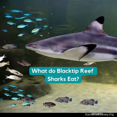 Blacktip Reef Sharks Facts And Info Guide Dutch Shark Society