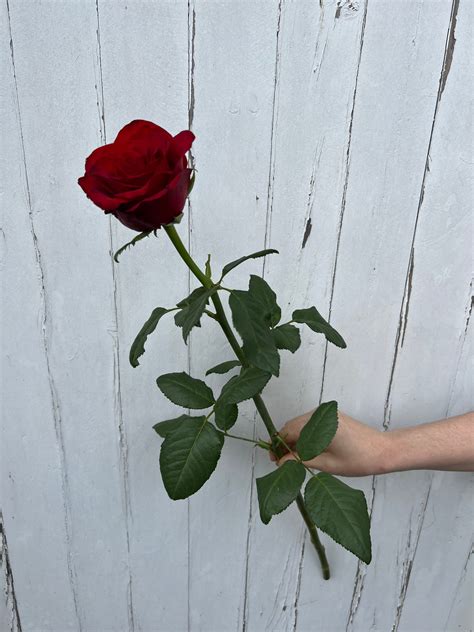 Single Long Stem Red Rose Scentsational Flowers Melbourne Flowers