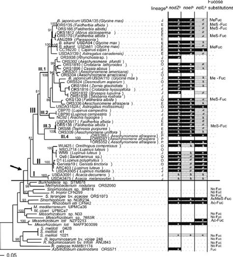 Maximum Likelihood Ml Phylogenetic Tree Of Noda Sequences The Tree