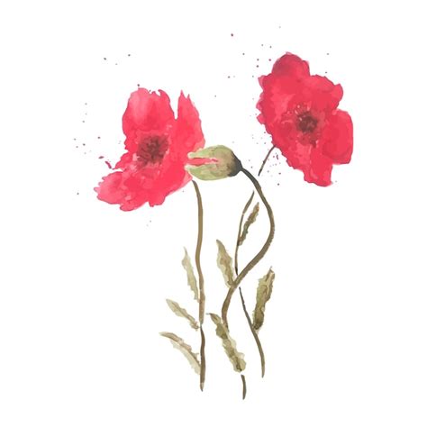 Premium Vector Poppy Watercolor Background Flowers Pattern