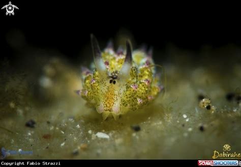 Nudibranch In Lembeh Strait