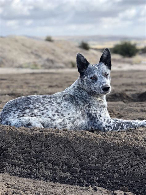 Queensland Heeler