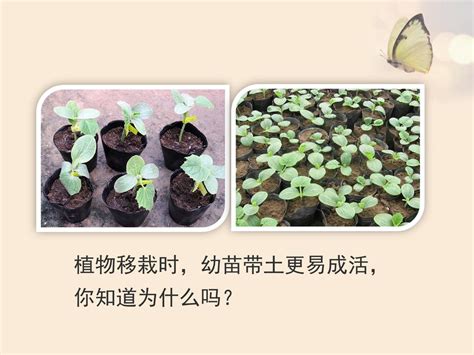 第三章 绿色植物与生物圈的 水循环 Ppt Download