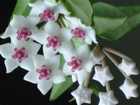 Hoya Lanceolata Subsp Bella Completely Rooted House Plant Junes Orchids