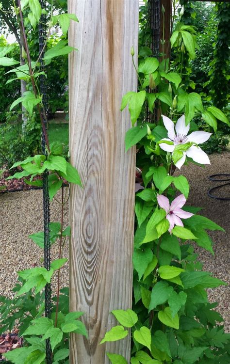 The Perfect Trellis For Clematis Garden Trellis Clematis Plants