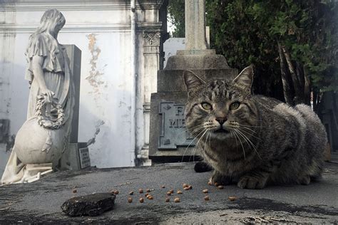 Cementerio de animales | RevistaOrsai