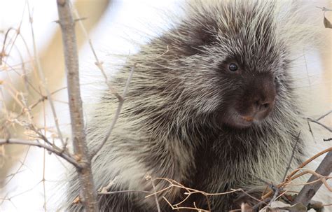 J Porcupine Biografia