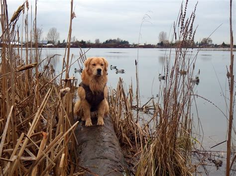 Oscar hunting - Page 4 - Golden Retrievers : Golden Retriever Dog Forums