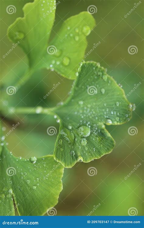 Ginkgo Biloba Leaves With Water Drops Close Up On Blurred Green