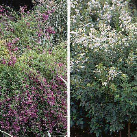 Bush Clover (Lespedeza species) - MyGardenLife