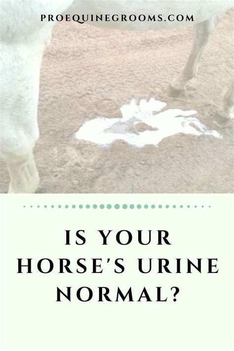 Yes You Need To Know If Your Horses Urine Is Normal Horse Care Tips