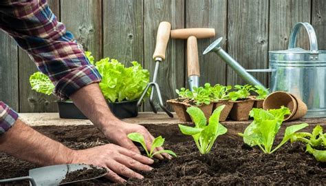 Como Fazer Uma Horta Em Casa Receitas Sem Segredos