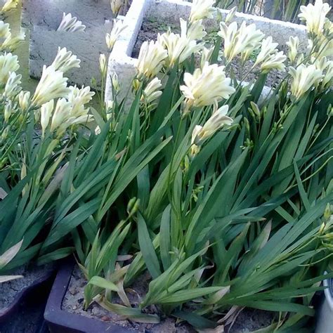 1 pcs Bulbs Rare White Freesia Freesia Flower Bulb – GreenSeedGarden