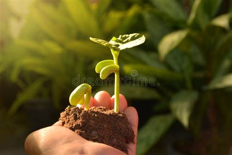 Growing Seedling Stock Image Image Of Green Plant Leaf 15537947