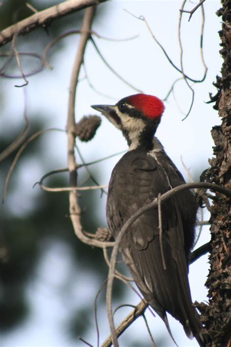 Red Top Pileated Woodpecker In Jasper National Park Alber Flickr