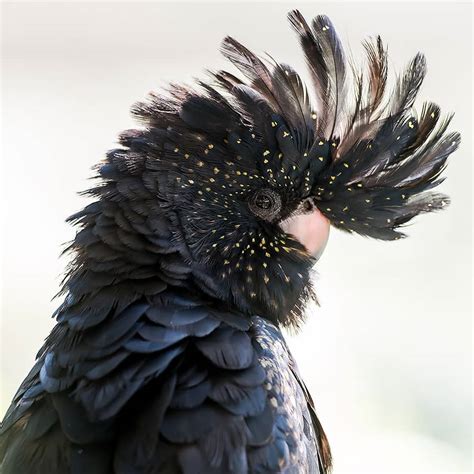 Birdworld Kuranda - Village in the Rainforest - Open Daily