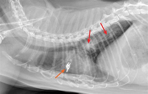 Common Pulmonary Diseases In Cats Clinician S Brief