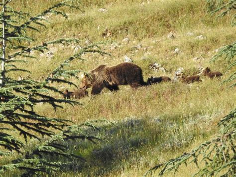 Aumentiamo Le Distanze Dall Orsa Con I Cuccioli Parco Nazionale D