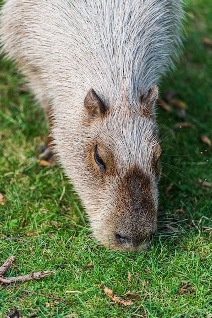 Premium Photo Snout Of A Capybara Giant Cavy Rodent